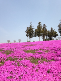 運動公園芝桜