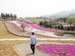 北部運動公園　芝桜